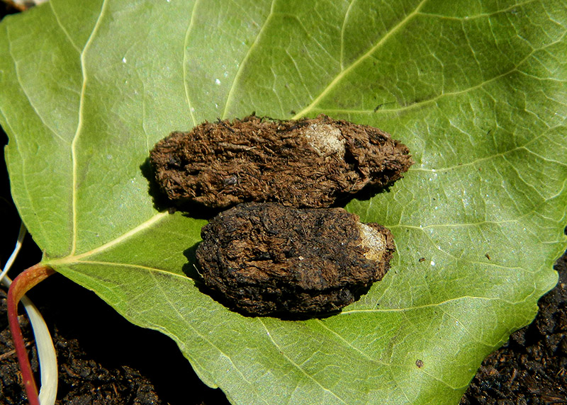 Sfarfallamenti di Boudinotiana notha - Geometridae